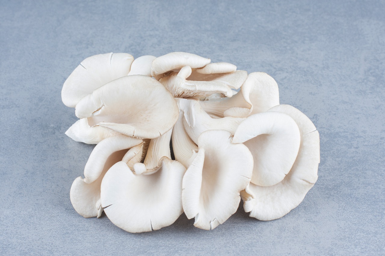 Fresh Oyster Mushroom