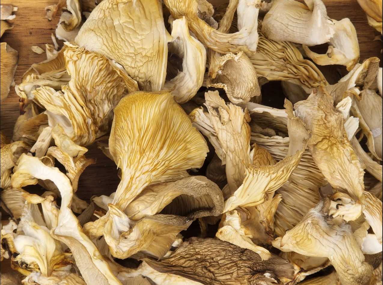 Sun Dried Oyster Mushroom